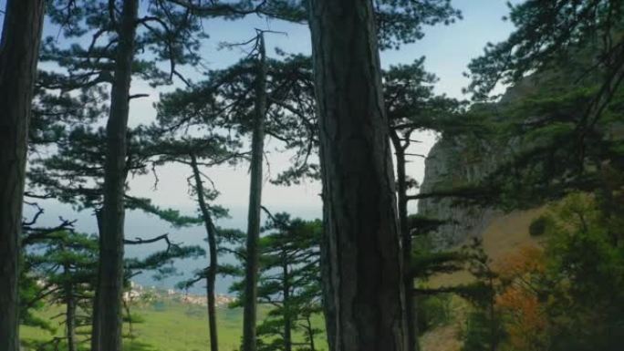 在岩石和蓝天空中无人机拍摄的背景下，在山坡上生长的数百年松树的全景