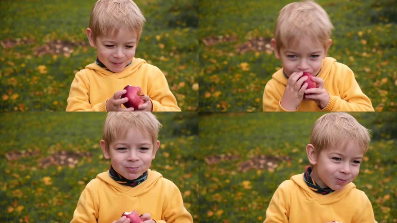 收割后在苹果园里的小孩。秋天收获时，蹒跚学步的小男孩在水果园里吃了一个大红苹果。前景上的一篮子苹果。