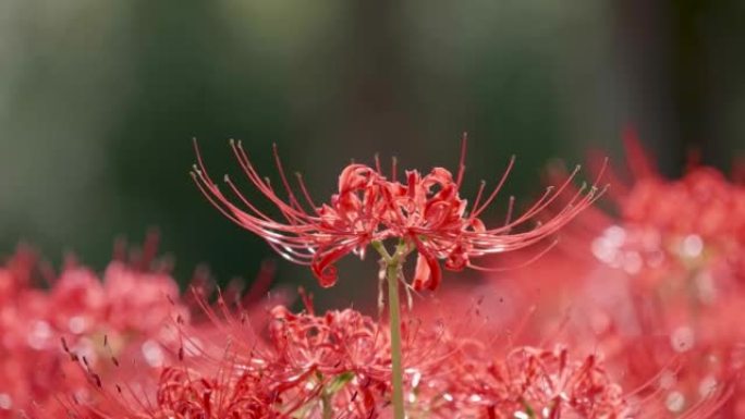 红色石蒜蜘蛛百合魔术百合春分花或higanbana在阳光明媚的秋天在风中摇曳，美丽的花林在背光。4k