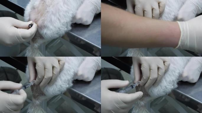 兽医将一根针插入猫的后管中并注射麻醉剂。在猫中进行硬膜外麻醉以向下躯干提供麻醉的技术。