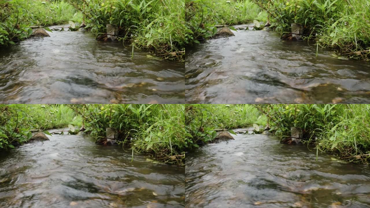 一条小溪被杂草覆盖的沟渠流经农业区