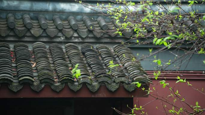 杭州钱王祠春季清明节雨天古建筑自然唯美