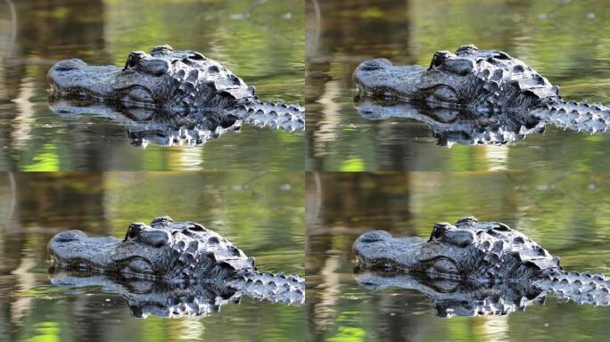 短吻鳄: 大沼泽地国家公园，佛罗里达州