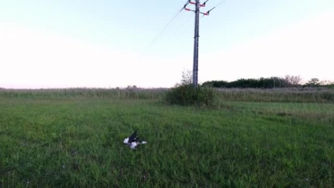 被电死的白鹳躺在草地上的电线下