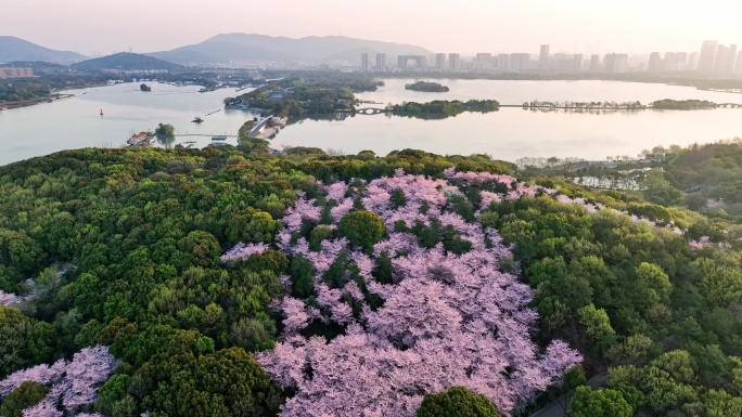 无锡鼋头渚樱花23年最新4K航拍大场景