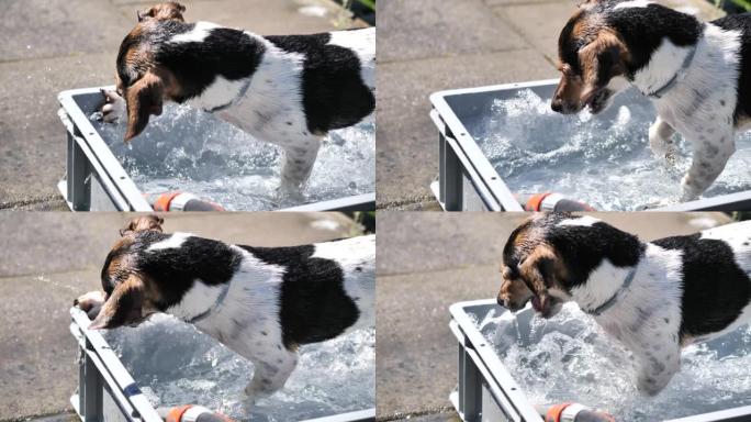 炎热的夏日户外，狗在喷泉里喝水