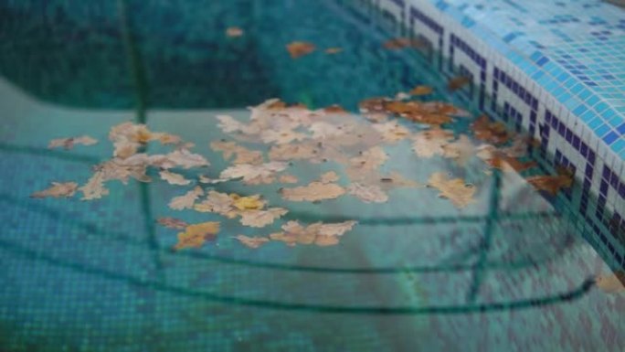 池水中的落叶