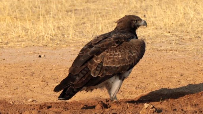 武术之鹰，Polemaetus bellicosus，位于南非Kgalagadi跨界公园