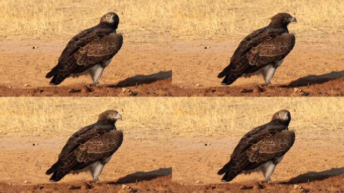 武术之鹰，Polemaetus bellicosus，位于南非Kgalagadi跨界公园