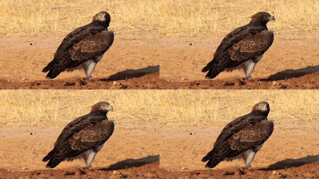 武术之鹰，Polemaetus bellicosus，位于南非Kgalagadi跨界公园
