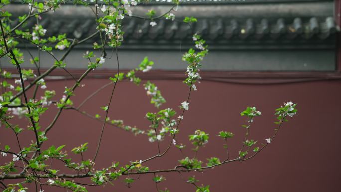 杭州钱王祠春季清明节雨天古建筑自然唯美