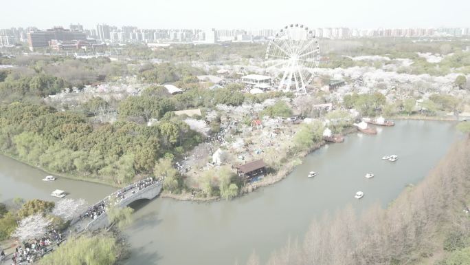航拍 顾村 公园 樱花节 上海 春天