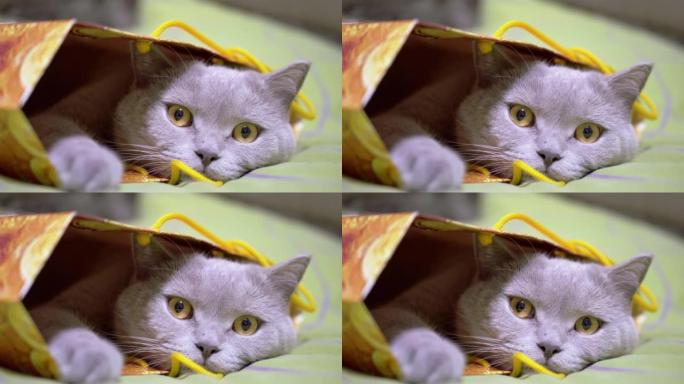 灰色英国猫藏在床上的纸箱里。特写。4K