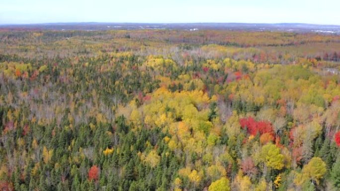 加拿大森林的秋季色彩，秋季色彩森林的航拍镜头，加拿大秋季色彩无人机镜头，森林视频的鸟瞰图