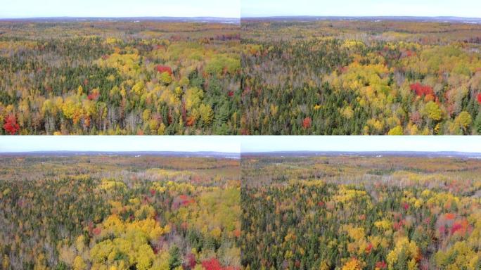 加拿大森林的秋季色彩，秋季色彩森林的航拍镜头，加拿大秋季色彩无人机镜头，森林视频的鸟瞰图