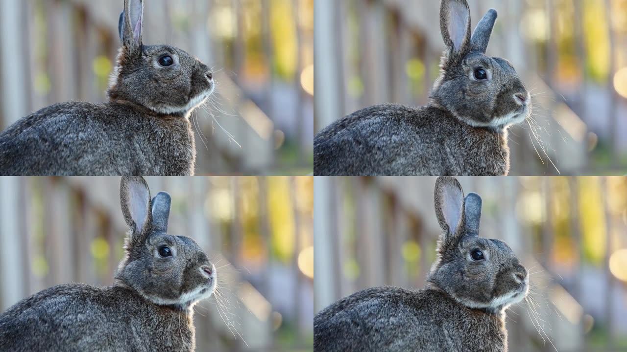 小灰兔右侧轮廓特写镜头，转向相机柔和的金色波克灯