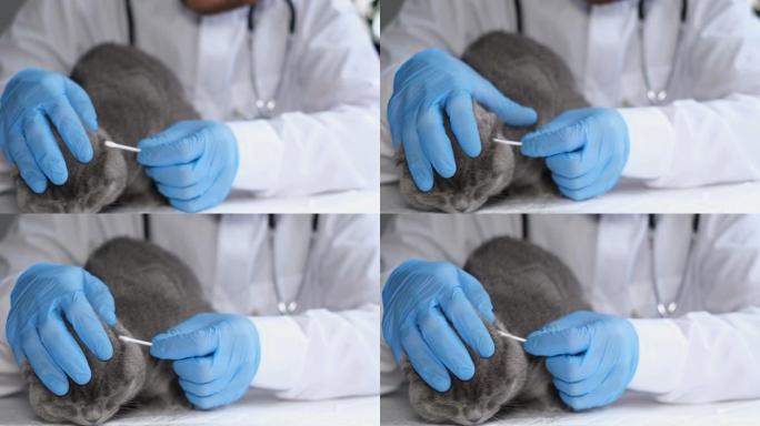 兽医检查猫的耳朵，并用棉签清洁它们。4k视频