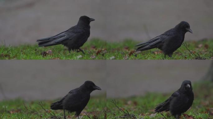 在草地上行走的乌鸦的慢动作
