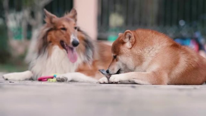 可爱的柴犬躺在地上咬一块木头，粗糙的牧羊犬看着他，两只友好的狗在一起，4k慢动作镜头，城市宠物生活理