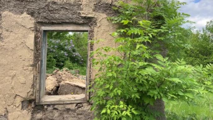 透过窗户可以看到一栋废弃的老建筑的淡紫色灌木丛。