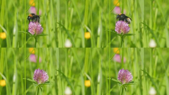 盛开的三叶草花上的大黄蜂收集花粉和花蜜。大黄蜂从花中收集蜂蜜。宏观观。