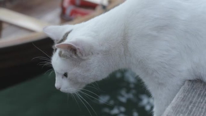 白猫在码头上偷看一条鱼，令人毛骨悚然地扭动它的白色胡须