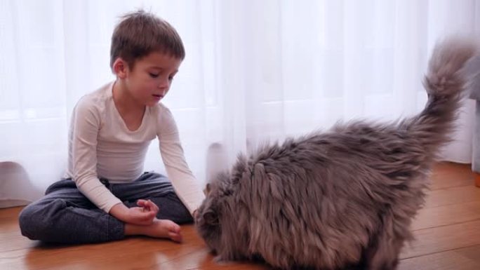 家里的男孩用食物从开放的手掌喂养他的宠物朋友猫