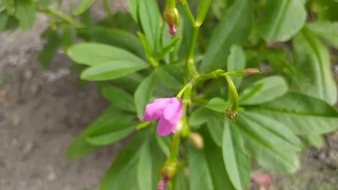 Talinum paniculatum花肥沃，有很多好处