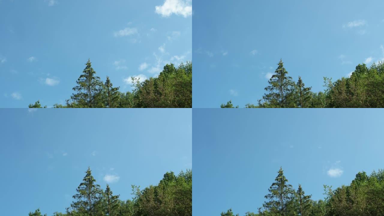 白云，蓝天和高大的绿色枞树，时间流逝