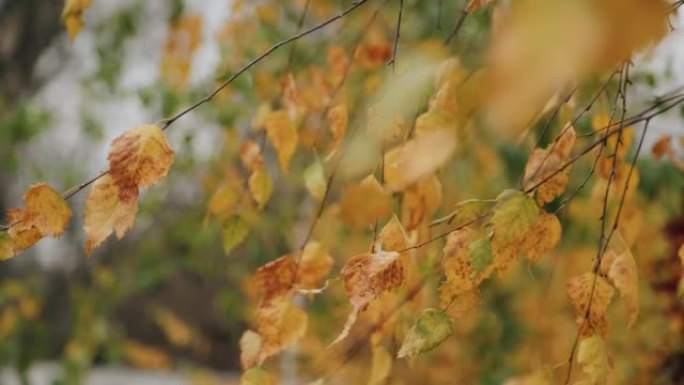 秋天桦树上掉落的黄色叶子的特写。慢动作镜头