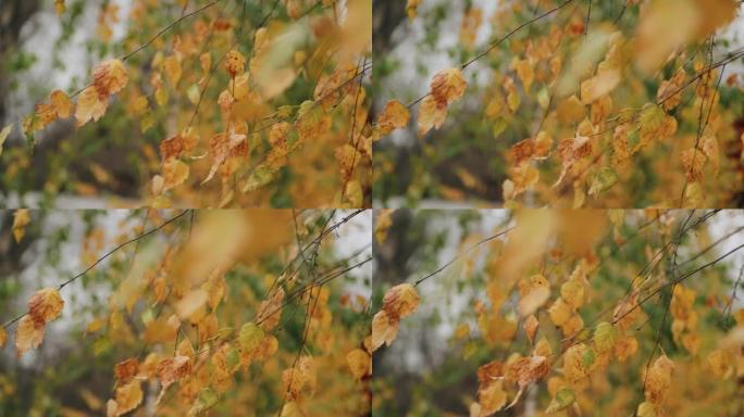 秋天桦树上掉落的黄色叶子的特写。慢动作镜头