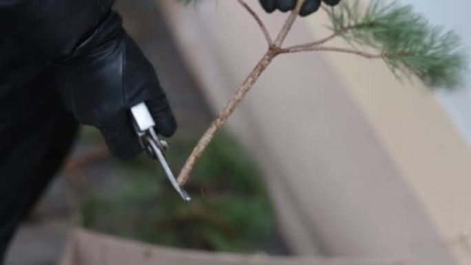 设计师从云杉的树枝为街道制作了精美的新年构图。新年和圣诞节装饰