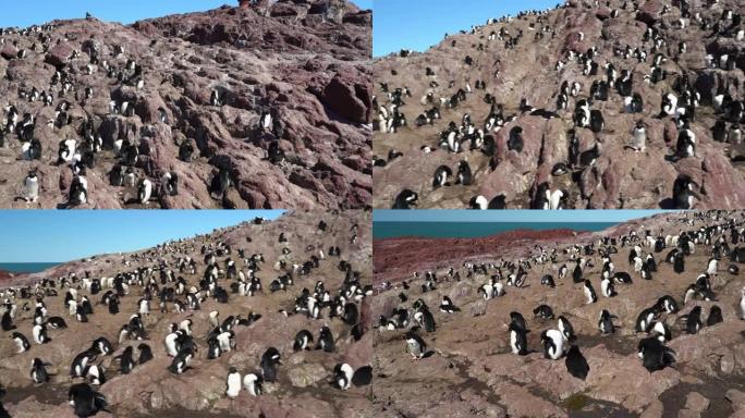Eudyptes chrysocoe是岩石漏斗企鹅，也被称为凤头企鹅，生活在阿根廷巴塔哥尼亚大西洋沿