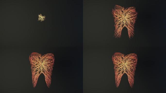 人类牙齿是由线条制成的。展开成长中的动画。医学概念。