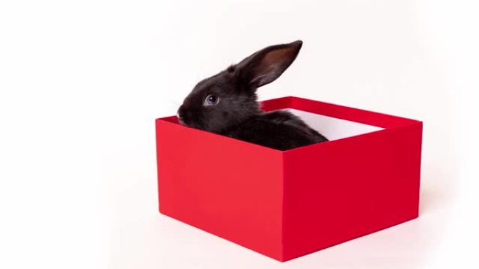黑兔坐在一个彩色闪烁的礼品盒中，该礼品盒被隔离在白色背景上。停止运动。根据东方历法，野兔是2023的