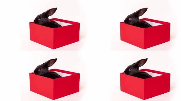 黑兔坐在一个彩色闪烁的礼品盒中，该礼品盒被隔离在白色背景上。停止运动。根据东方历法，野兔是2023的
