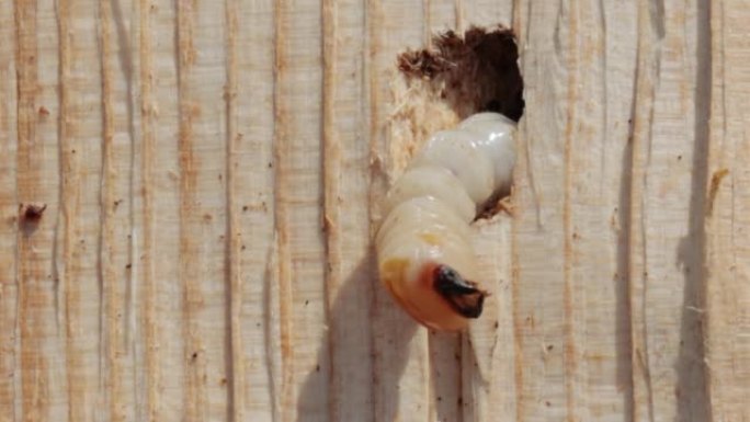 树皮甲虫幼虫的特写镜头