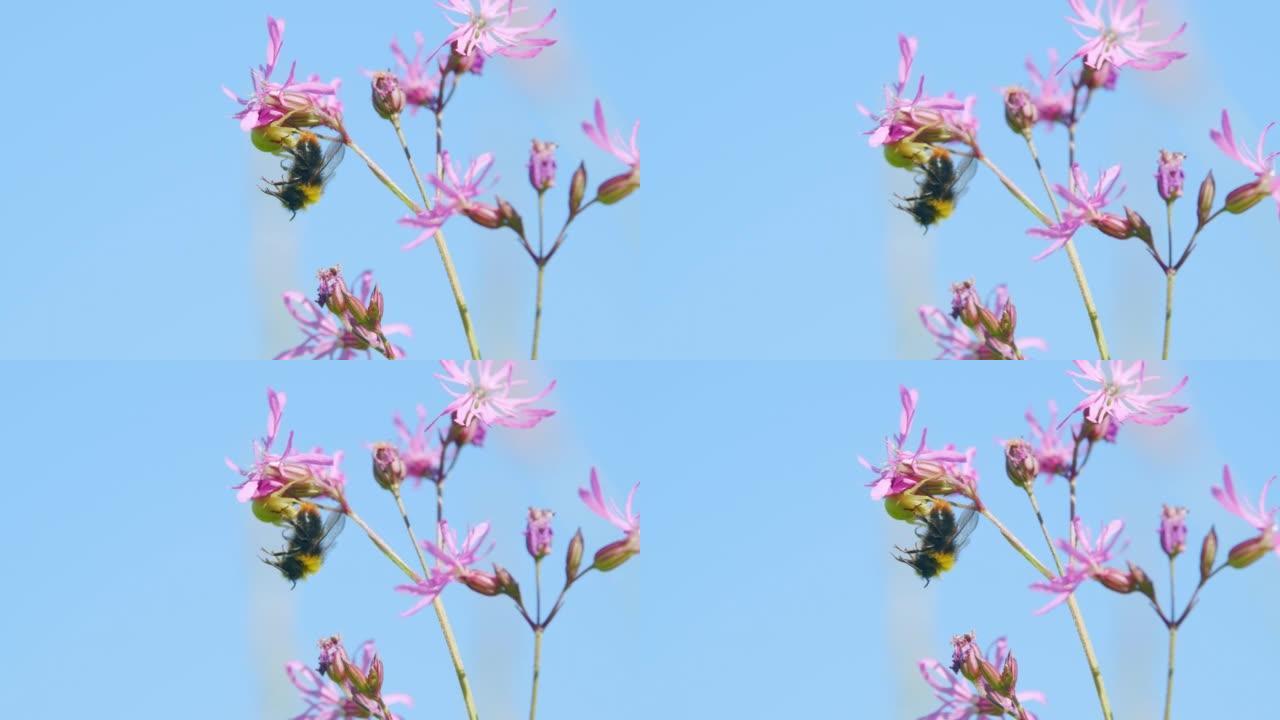 蜘蛛在野花参差不齐的知更鸟身上捉住了它的猎物大黄蜂。低角度与蓝天，底视图。低角度视图。