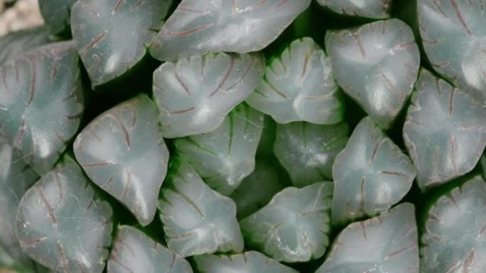 多汁的Haworthia obtusa，顶视图特写镜头，缓慢旋转，斐波那契黄金比例概念