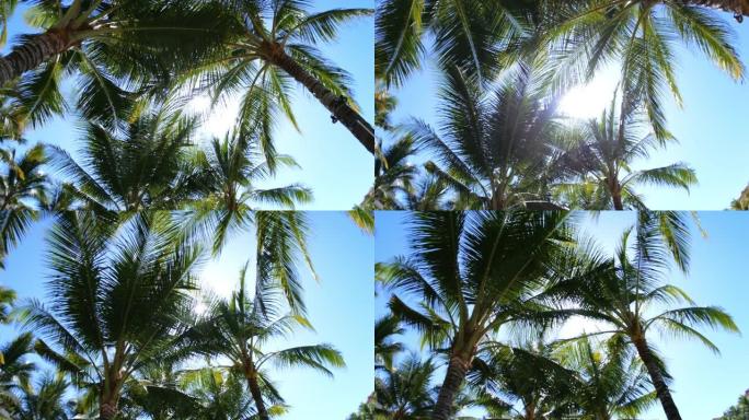 自下而上地看到天空最高点明亮的夏季热带阳光，冲破了椰子树丛。舒适地走在高大的树荫下。