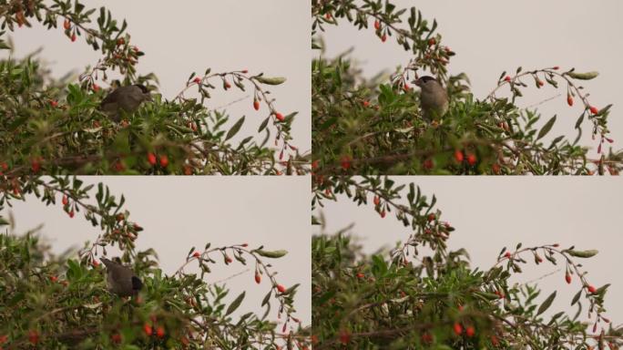 一只雄性欧亚黑帽 (Sylvia atricapilla) 吃了一颗红莓，飞走了