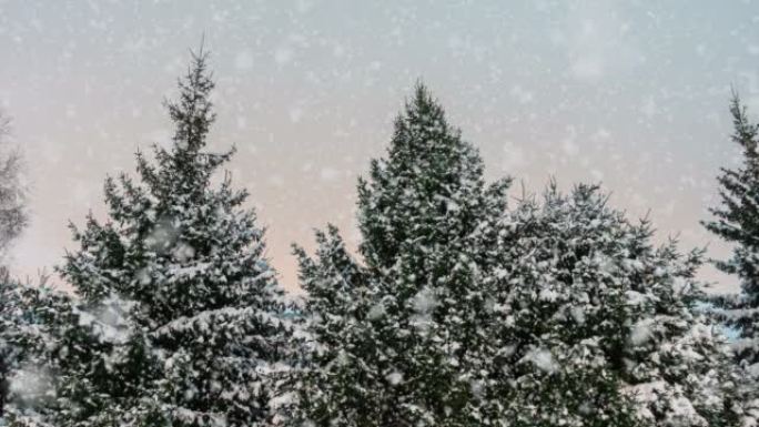 冬季云杉林，下雪了。电影，降雪。圣诞节。新年