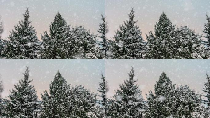 冬季云杉林，下雪了。电影，降雪。圣诞节。新年
