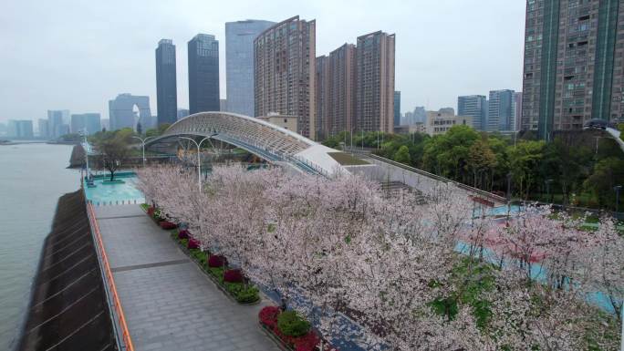杭州 江边樱花跑道 滨江公园漫步桥