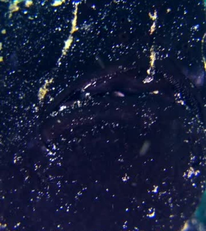 巨型蛙鱼 (antentarius commerson) 黑色，特写，开始游泳