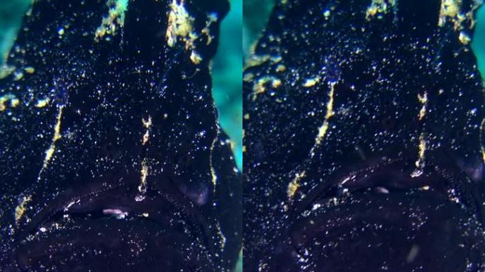 巨型蛙鱼 (antentarius commerson) 黑色，特写，开始游泳