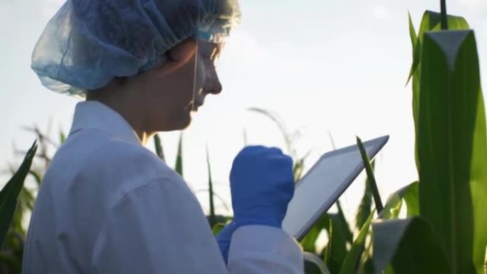 穿着防护服的科研医生对玉米植物进行实验