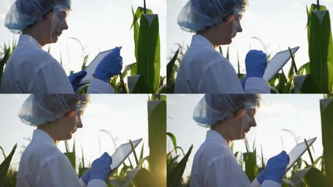 穿着防护服的科研医生对玉米植物进行实验
