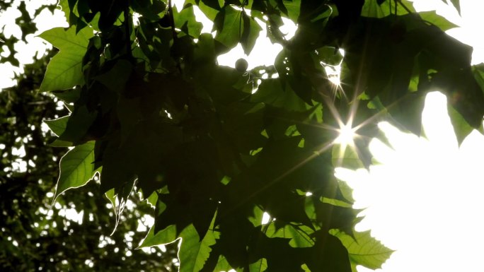 树叶 光影 阳光 逆光树叶 夏天 烈日