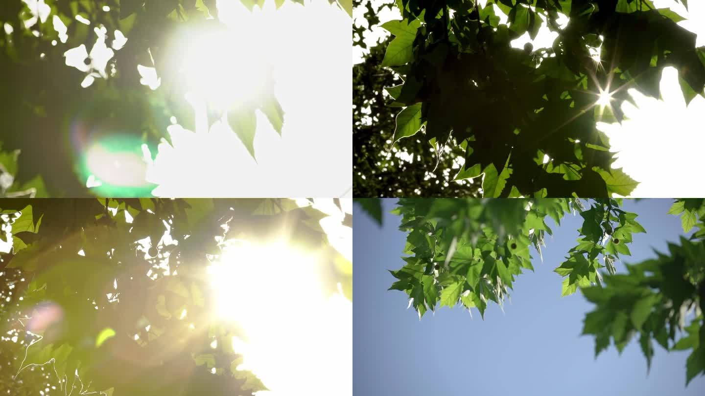 树叶 光影 阳光 逆光树叶 夏天 烈日